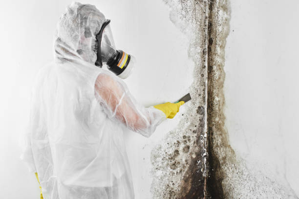 Office Mold Removal Services in Dwight, IL