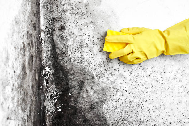 Water Damage Restoration in Dwight, IL
