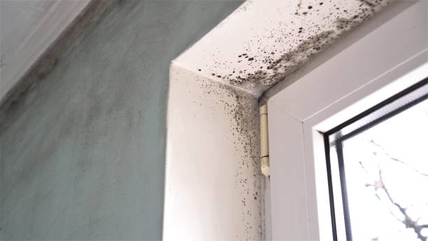 Best Mold Damage Repair  in Dwight, IL