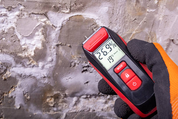 Best Same-Day Mold Removal  in Dwight, IL