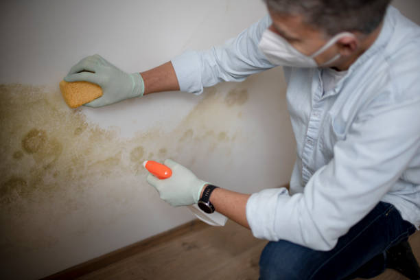 Best Mold Cleaning Services  in Dwight, IL