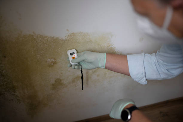 Best Black Mold Removal  in Dwight, IL