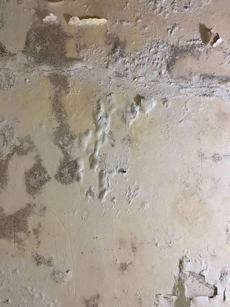 Best Fast Mold Removal  in Dwight, IL