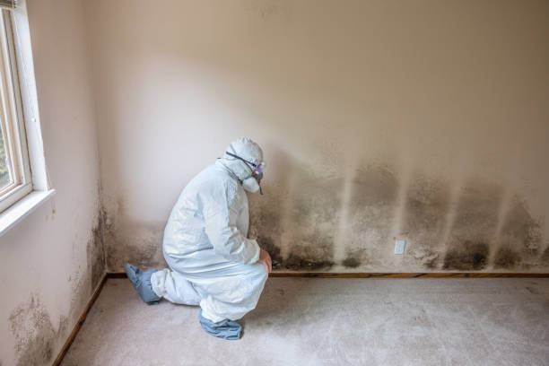 Best Residential Mold Removal  in Dwight, IL