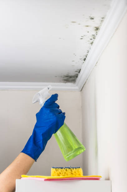 Best Toxic Mold Removal  in Dwight, IL
