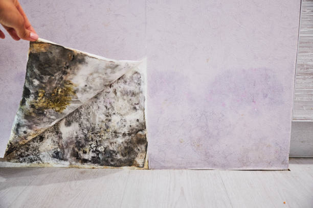 Best Mold Remediation  in Dwight, IL